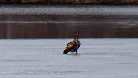 Juvenile Eagle