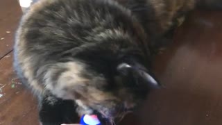 Cat is a fidget spinner expert