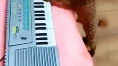 Funny Dog playing Piano & Singing very smartly 😂🤣