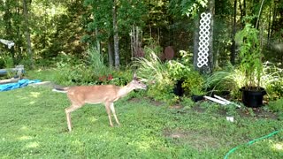 " Baby the deer " cautiously stops by & visits.