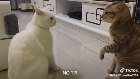 Talking Cats - Funny talking cats