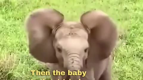 Baby Elephant Scares These Tourists