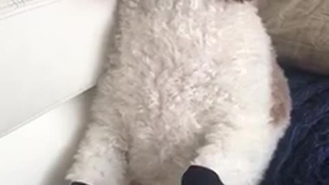 White dog sitting up against white couch with black and red mittens on