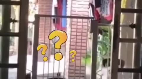 The dog crossed the gate in one jump