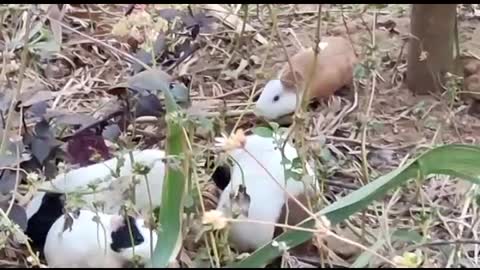 rabbits grass eating videos 🐇🐇🐇