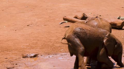 Elephant in The nature