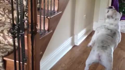 English Bulldog Bounces Balloon Through House