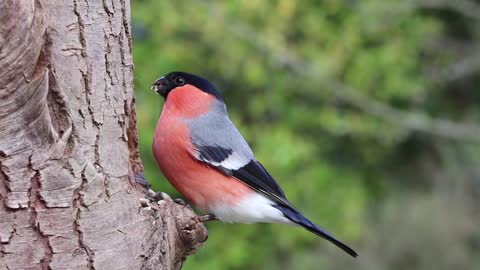 Bird Perched On A Tree While Eating Video