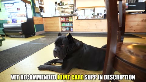 Cane Corso 101 Breed Breakdown