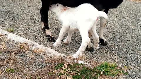 This young goat is only 2 hours old but isbreatfeeding like the one of 2 years ohooooo.