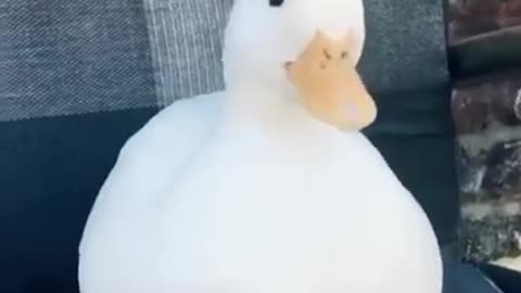 Crazy Laughing Duck