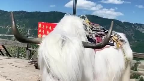 A Rare And Gorgeous Tibetan White Yak