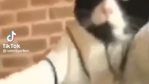 Funny cats compilation 🤣