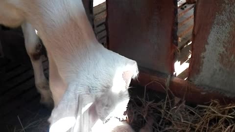 Baby goat say hello to life