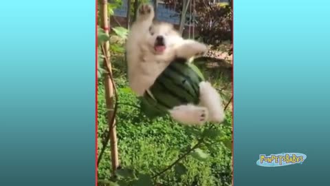 Cute and Funny Animals Compilation | Compilation of Cute and Funny Animals 🤩😂