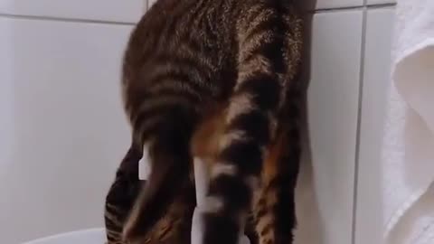 a smart cat washes his face