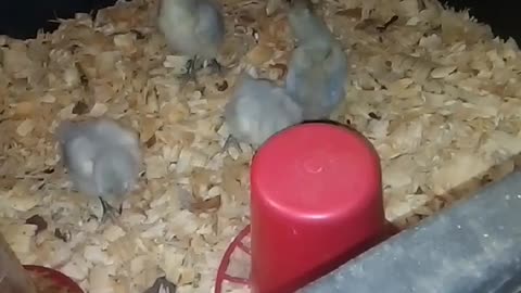 Chicks in a brooder Part 12