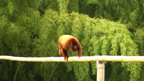 Dancing Monkey #monkey eating#animal