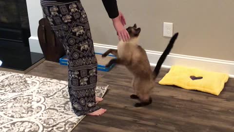 Kitty Yoga