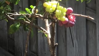 Red Whiskered Bulbul eating Grapes