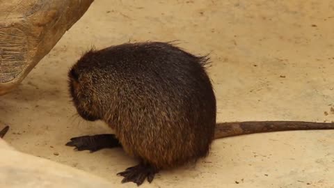 A groundhog who loves to bathe