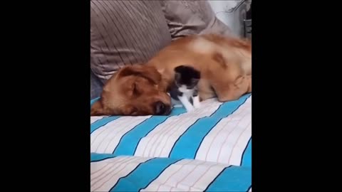 Funny clips of the cute pets