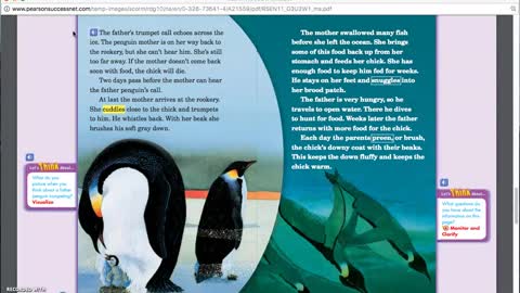 "penguin chick" (read aloud)