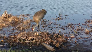 Sandhill crane in a nest