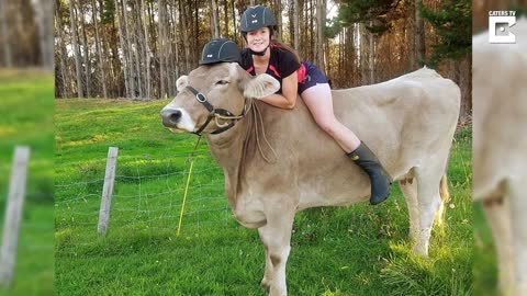 Udderly unbelievable! Teen who longed for a pony teaches family’s dairy cow to showjump