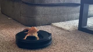 Bearded Dragon Rides Robot Vacuum Around House