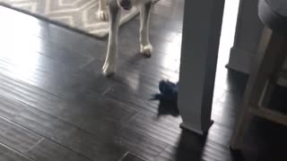 Husky Throws Ultimate Temper Tantrum