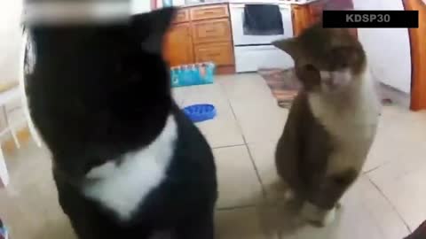 funny cat vids compilation vol. 2