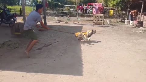 Fake Tiger Prank On Dog Watch and Laugh