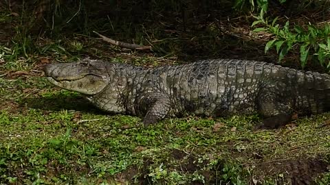 wild animal O BACEJO DO JACARÉ Brazilian wild fauna amazonia brazilian brazil