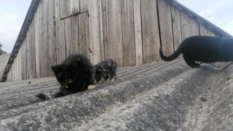 Kittens