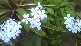 Beautiful bush with blue Plumbago auriculata, such beautiful flowers! [Nature & Animals]