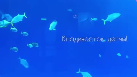 Cool aquarium