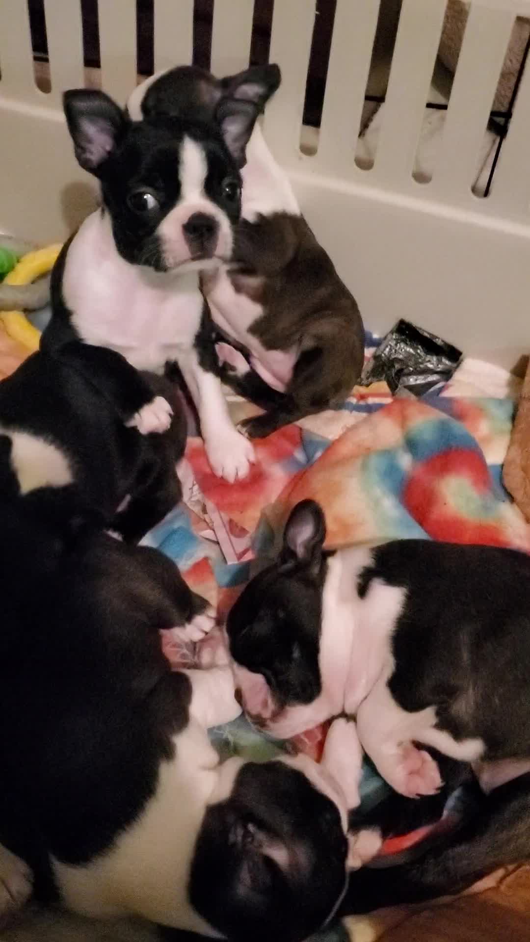 Runt Girl posing for pictures