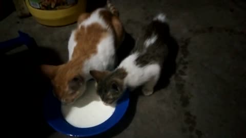 Cats drinking milk