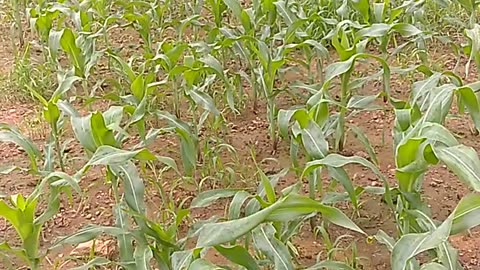 Maize farming