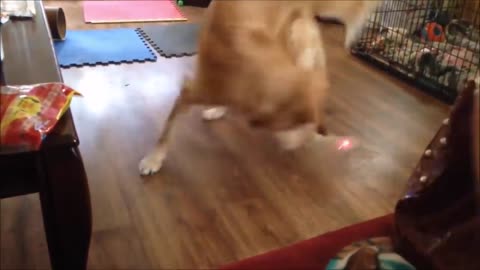 Dog and cat reaction to laser pointers - Funny animal reaction videos with their owners