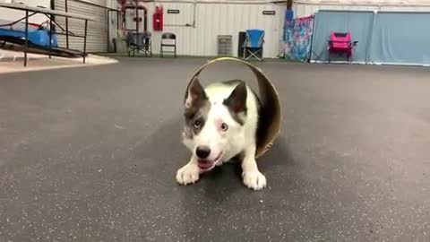 Collie barrel roll