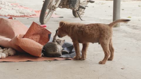 Kitten Playing with Puppy