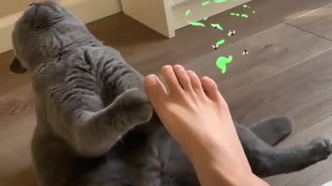 Cat faints with foot odor