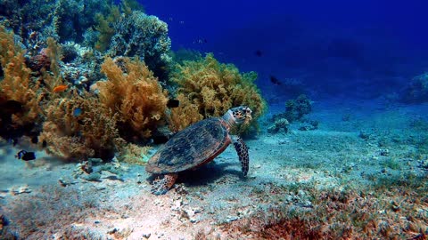 Video Of Turtle Under Water