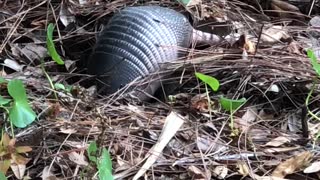 Hide and Seek Armadillo