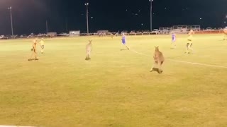 Kangaroos Just Want to Play Rugby