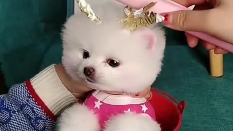 Funny and Cute Dogs Videos