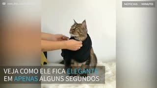 Como criar um look felino deslumbrante para o Natal