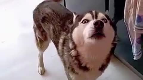 Funny dog sounds